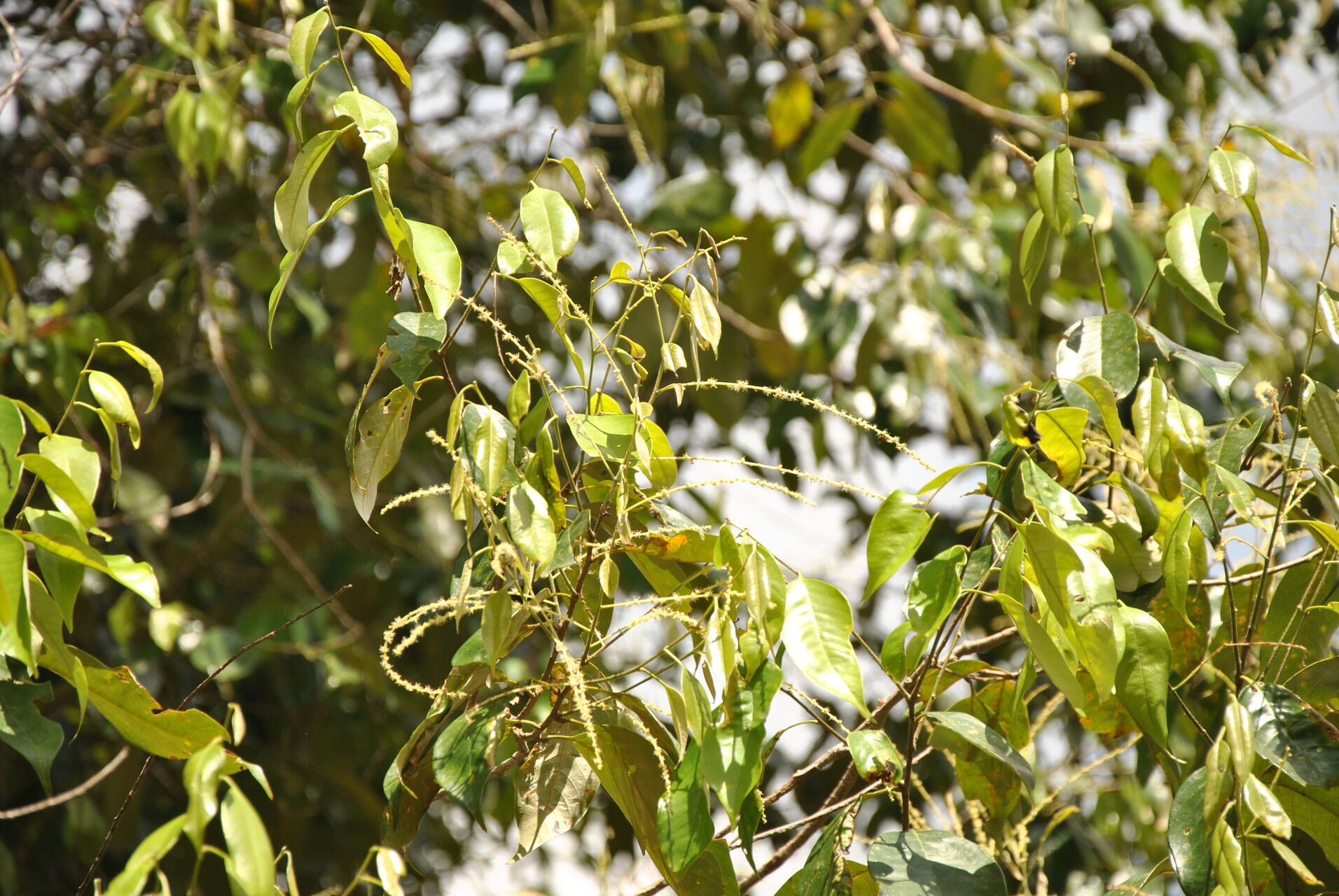 Castanopsis tungurrut other