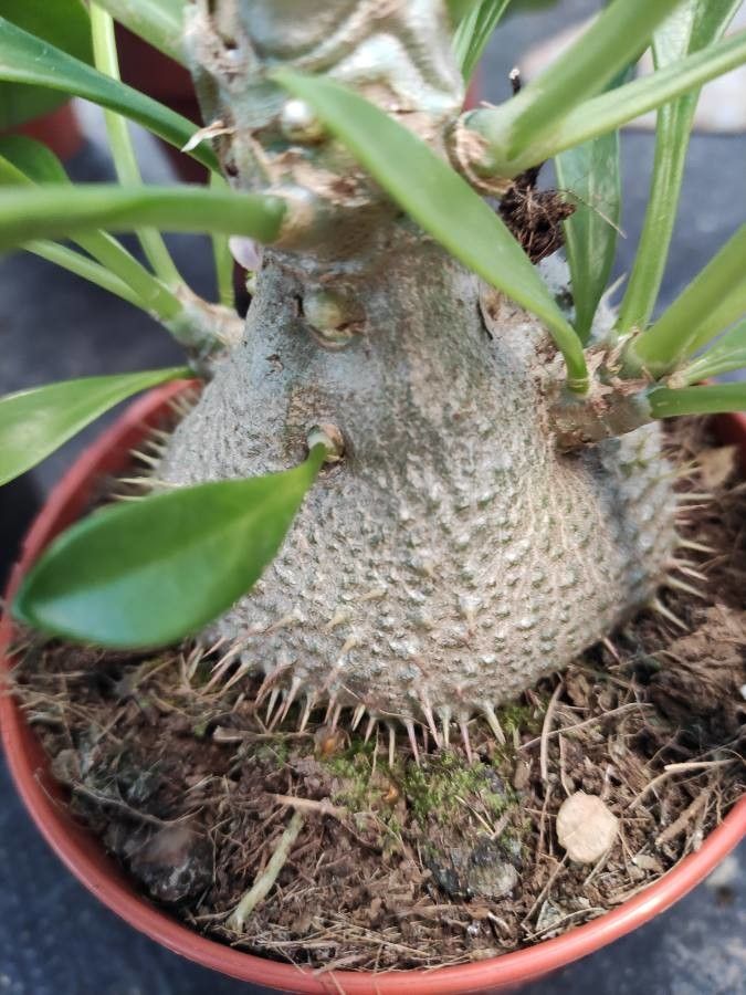 Myrmecodia beccarii bark