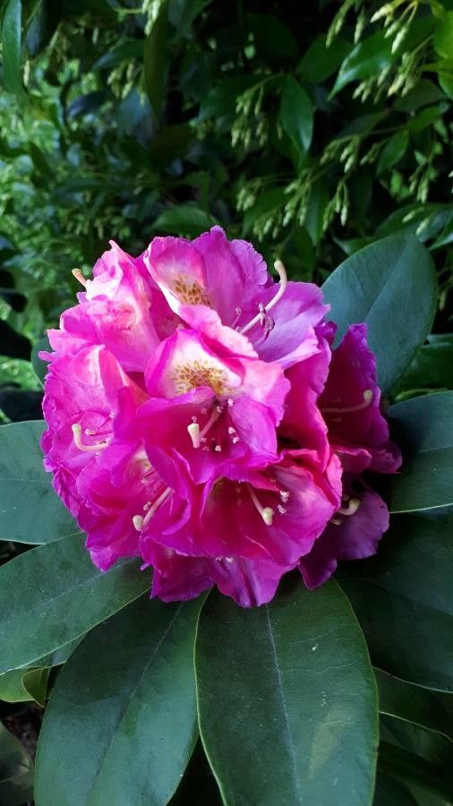 Rhododendron catawbiense flower