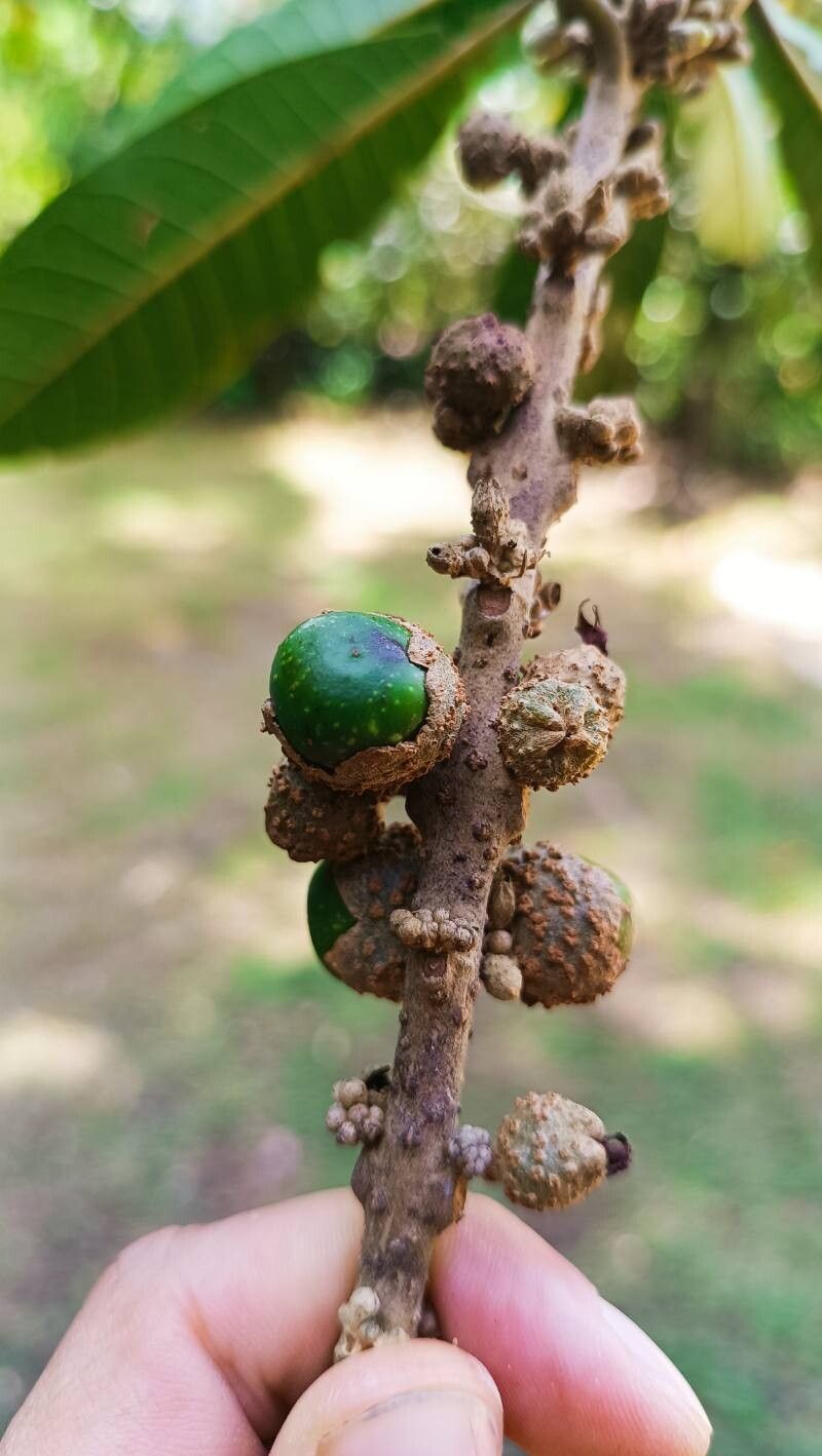 Aegiphila ternifolia — houseplant care guide