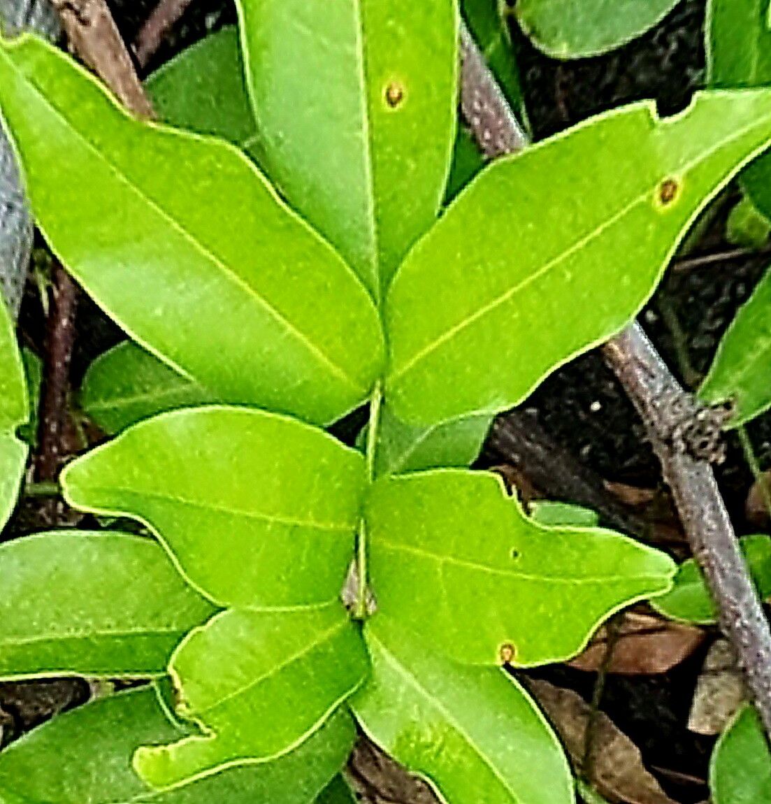Derris hainesiana — related species from the same genus