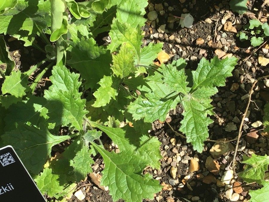 Rehmannia piasezkii — related species from the same genus
