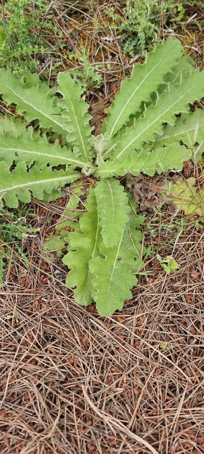 Verbascum × amaliense — search result for 'Verbascum'