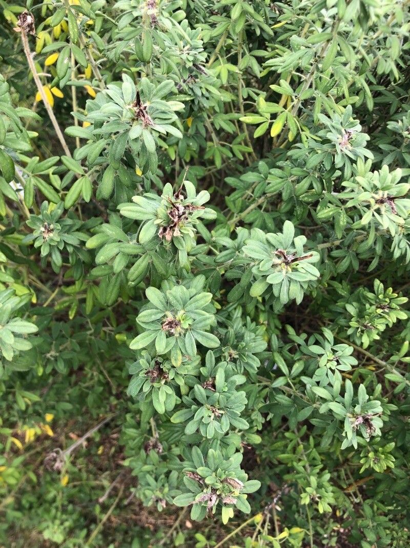 Chamaecytisus supinus — houseplant care guide