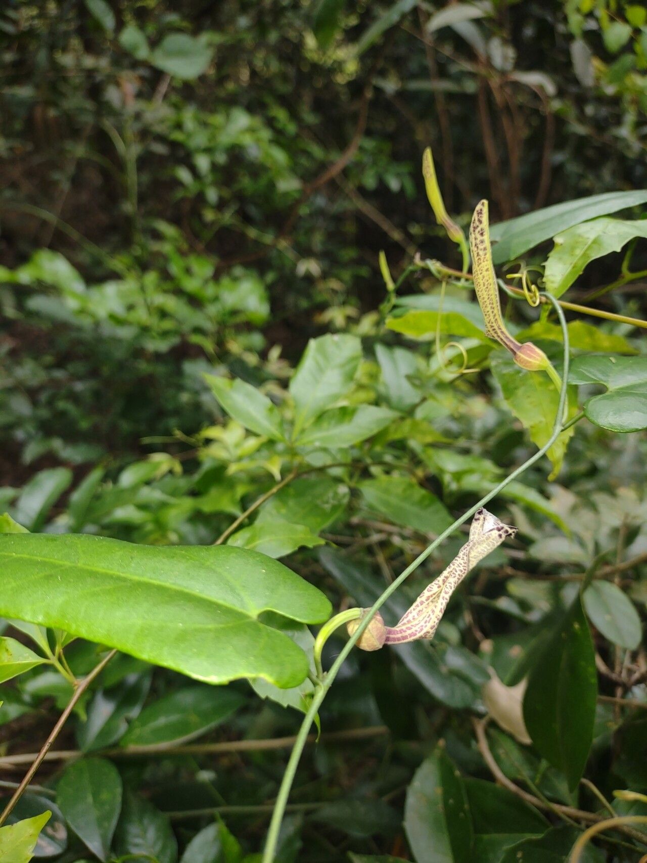 Aristolochia rugosa fruit
