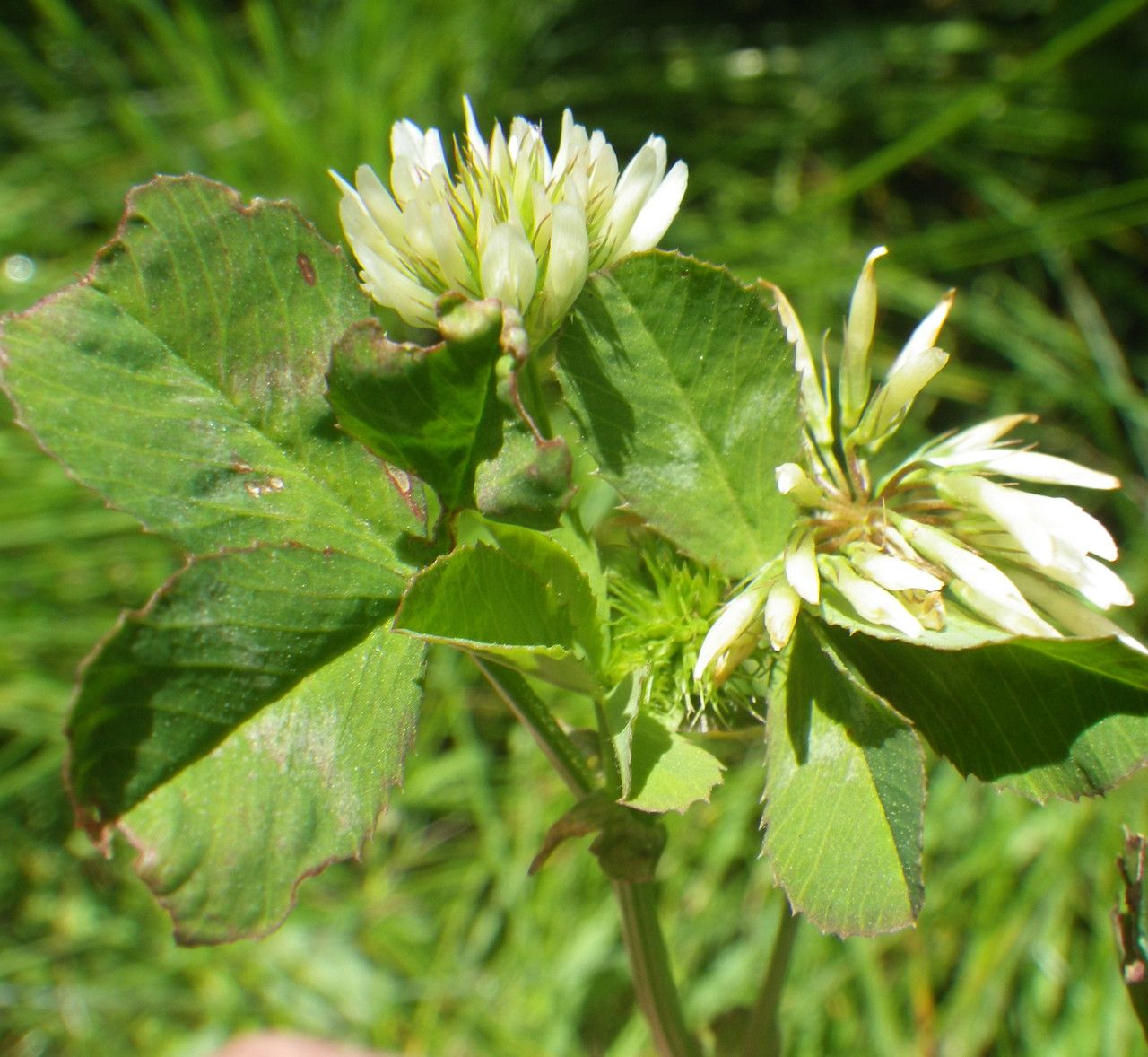 Trifolium michelianum habit