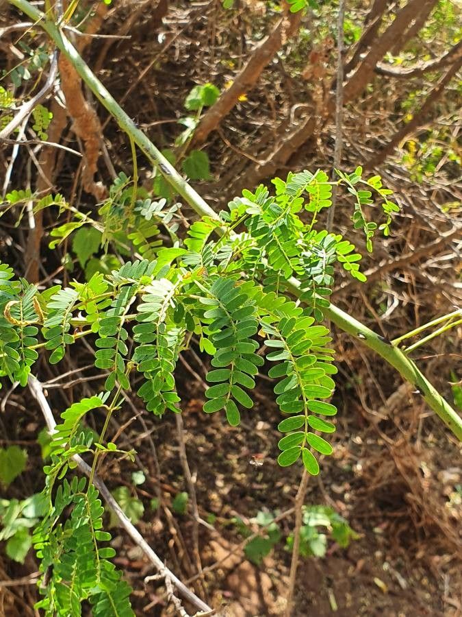Pterolobium stellatum leaf