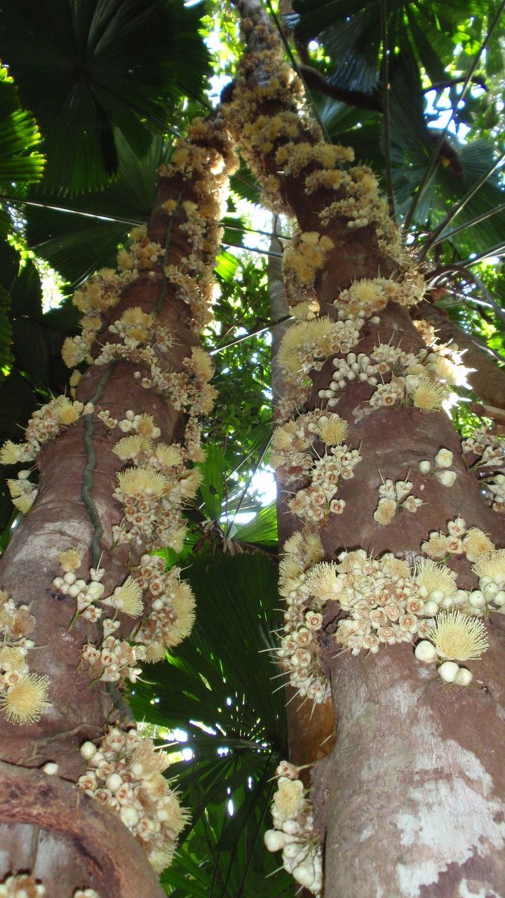 Syzygium cormiflorum bark