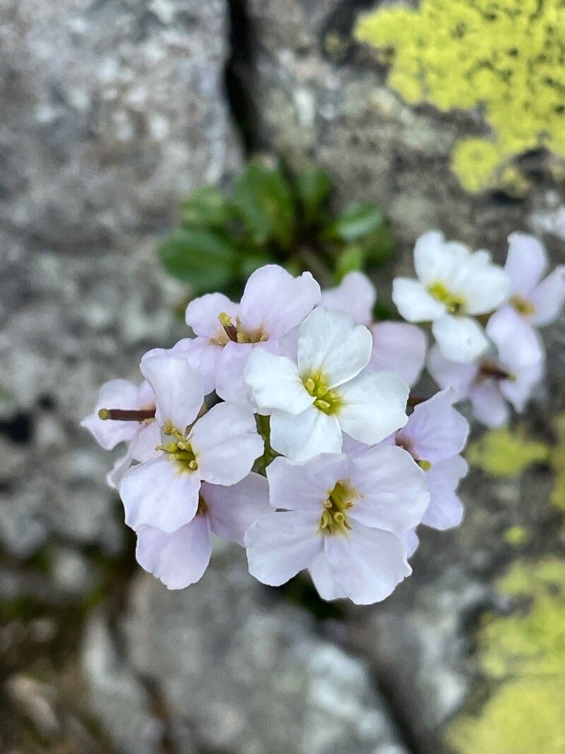 Arabidopsis neglecta flower