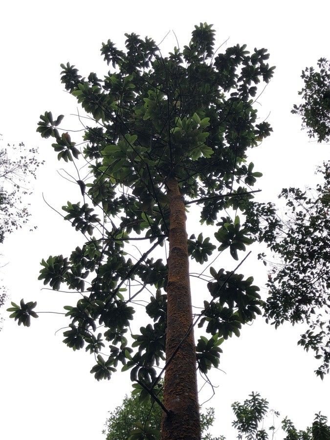 Dipterocarpus verrucosus habit