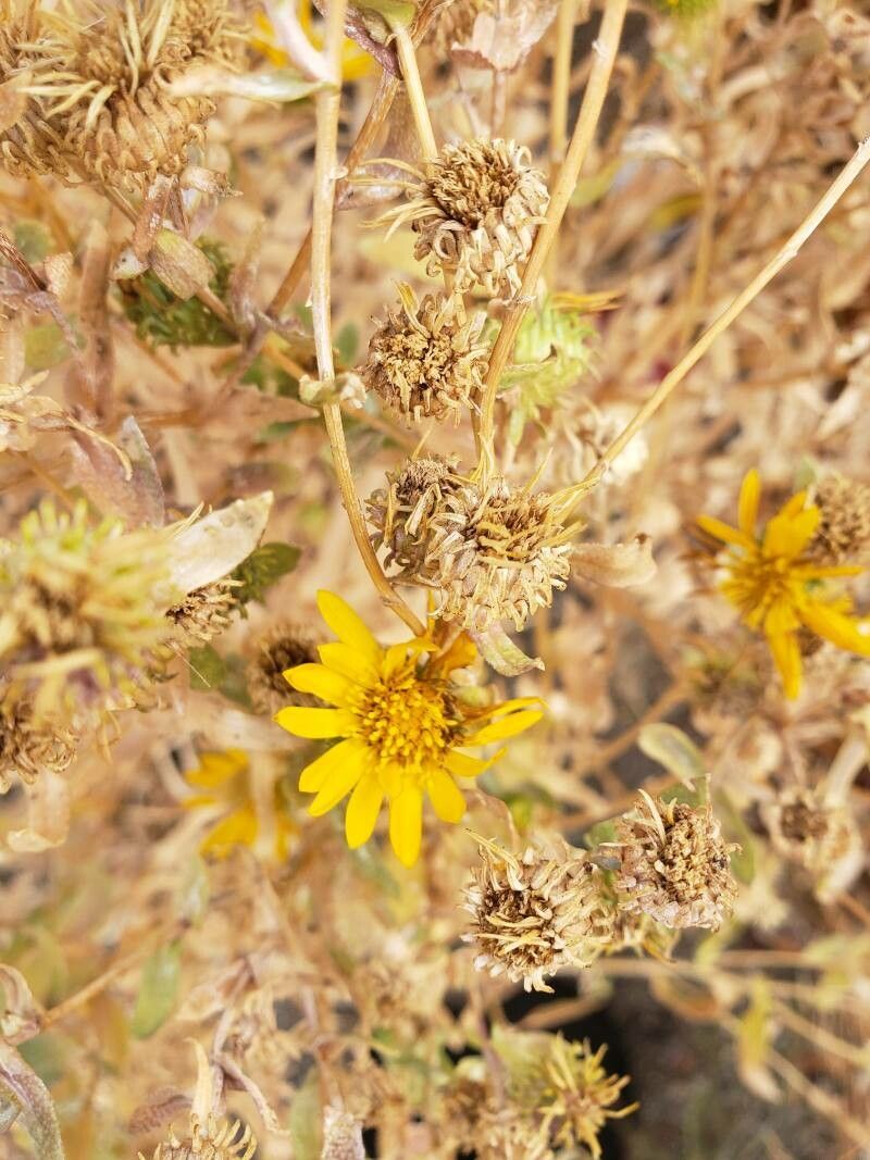 Grindelia subalpina flower