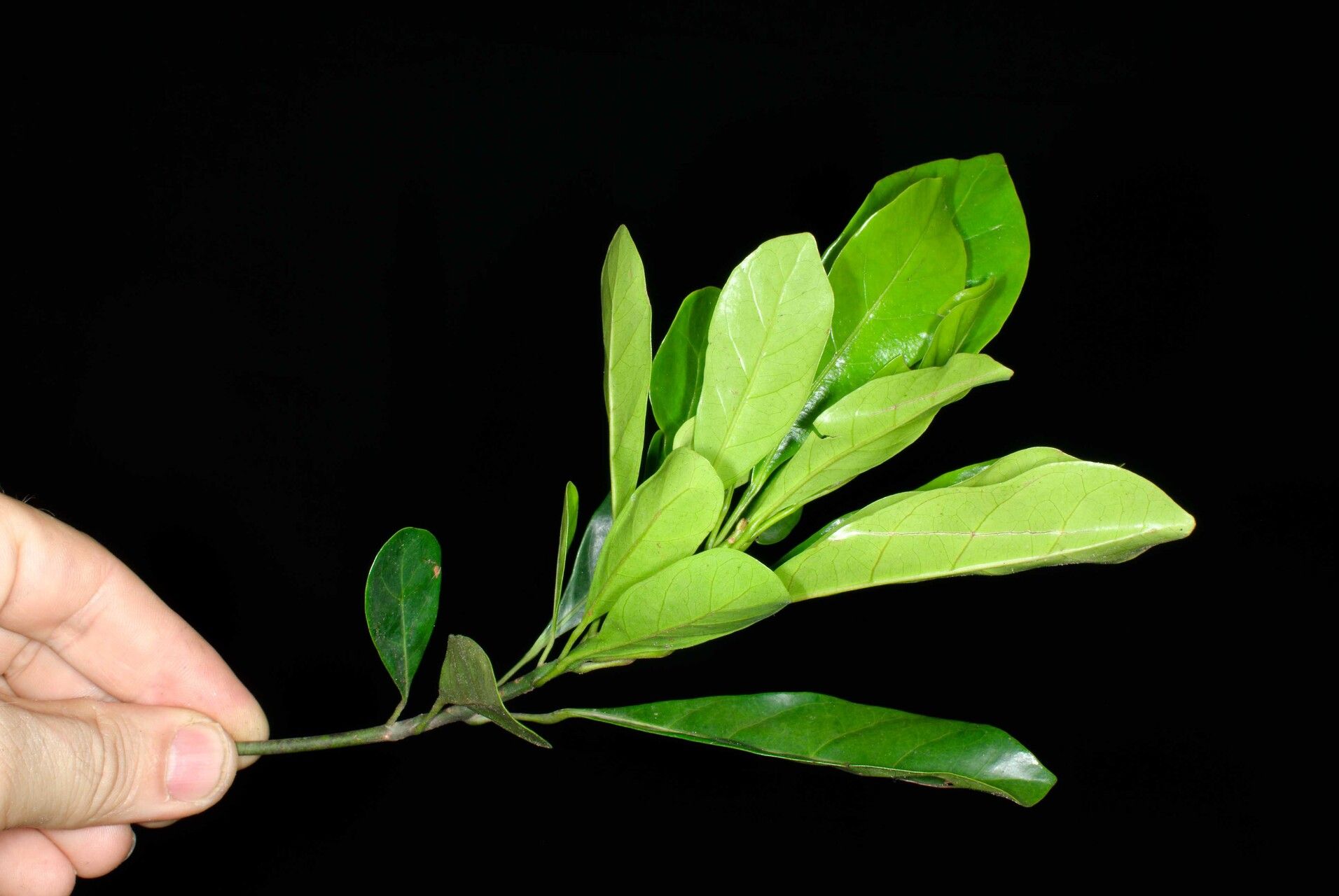 Uapaca acuminata — related species from the same genus