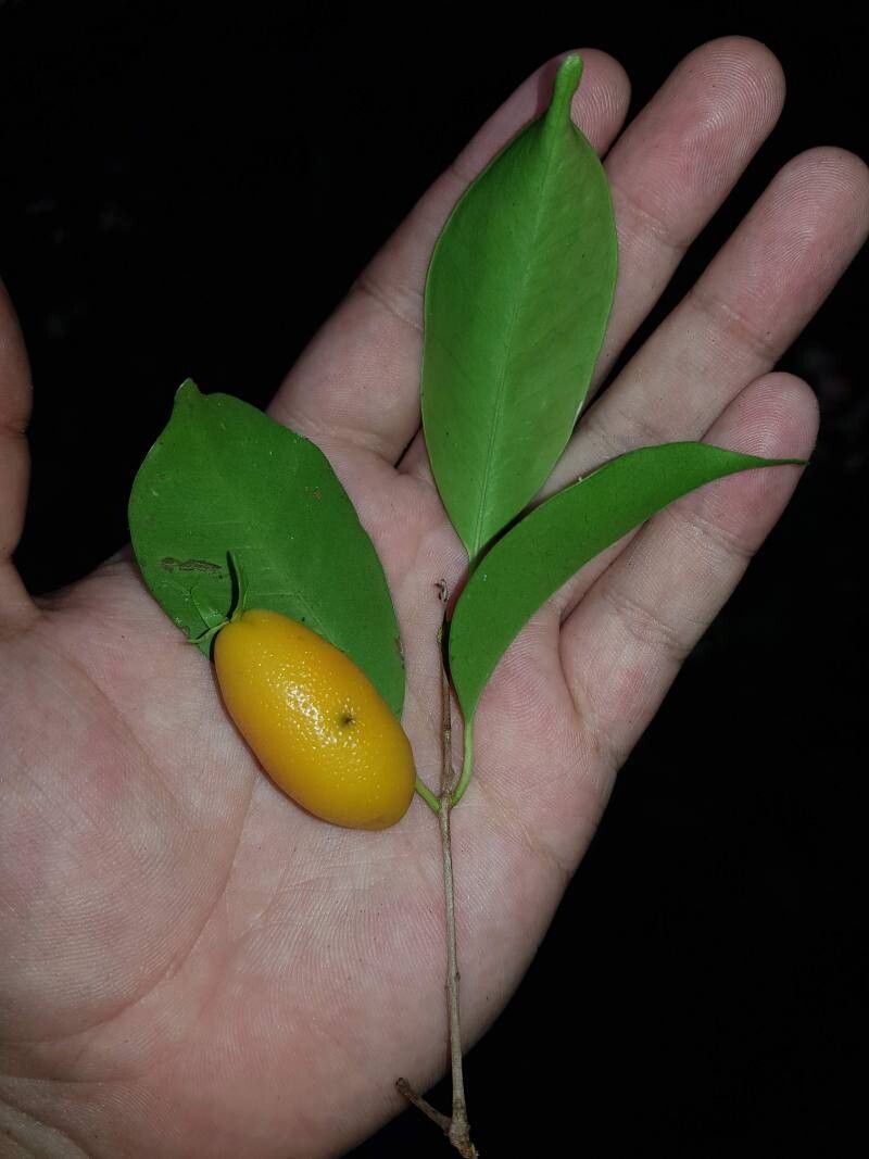 Eugenia hammelii fruit