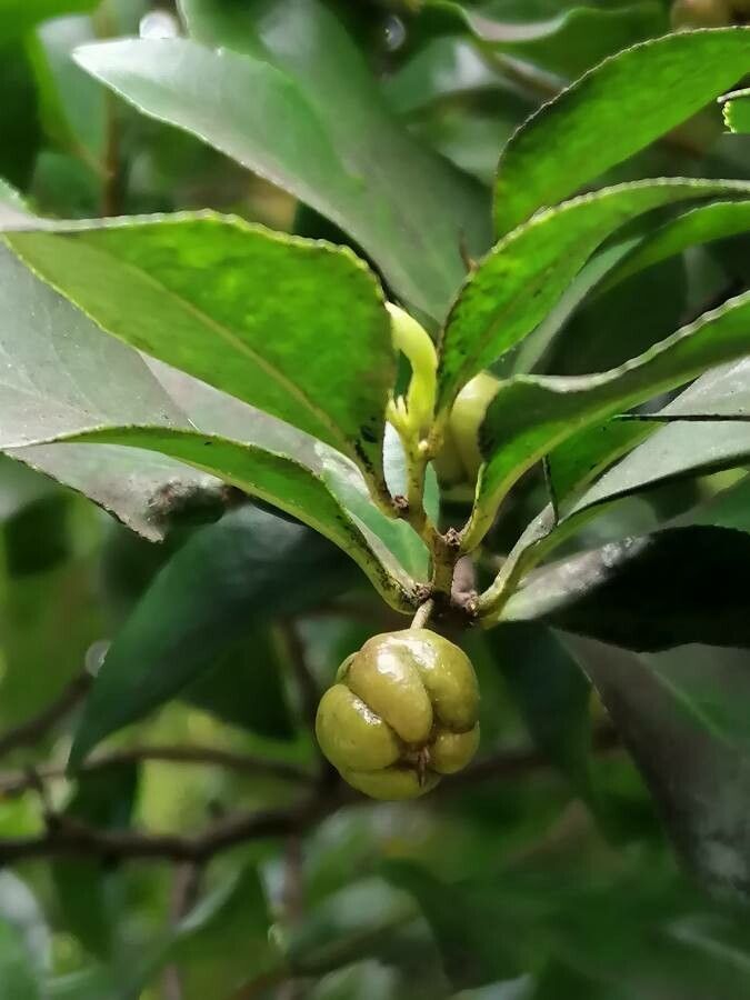 Visnea mocanera fruit