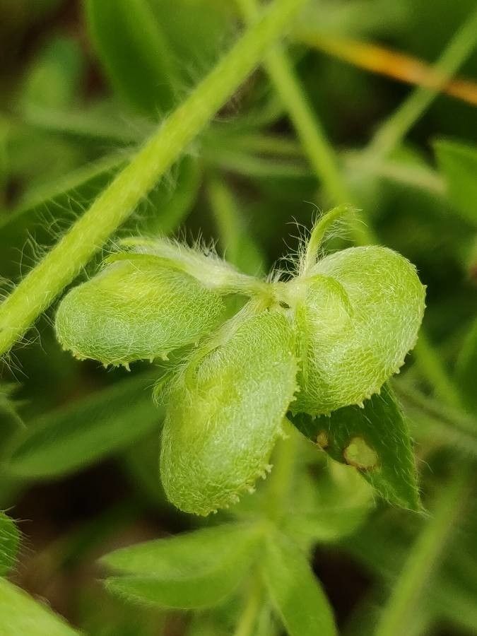 Hymenocarpos circinnatus fruit