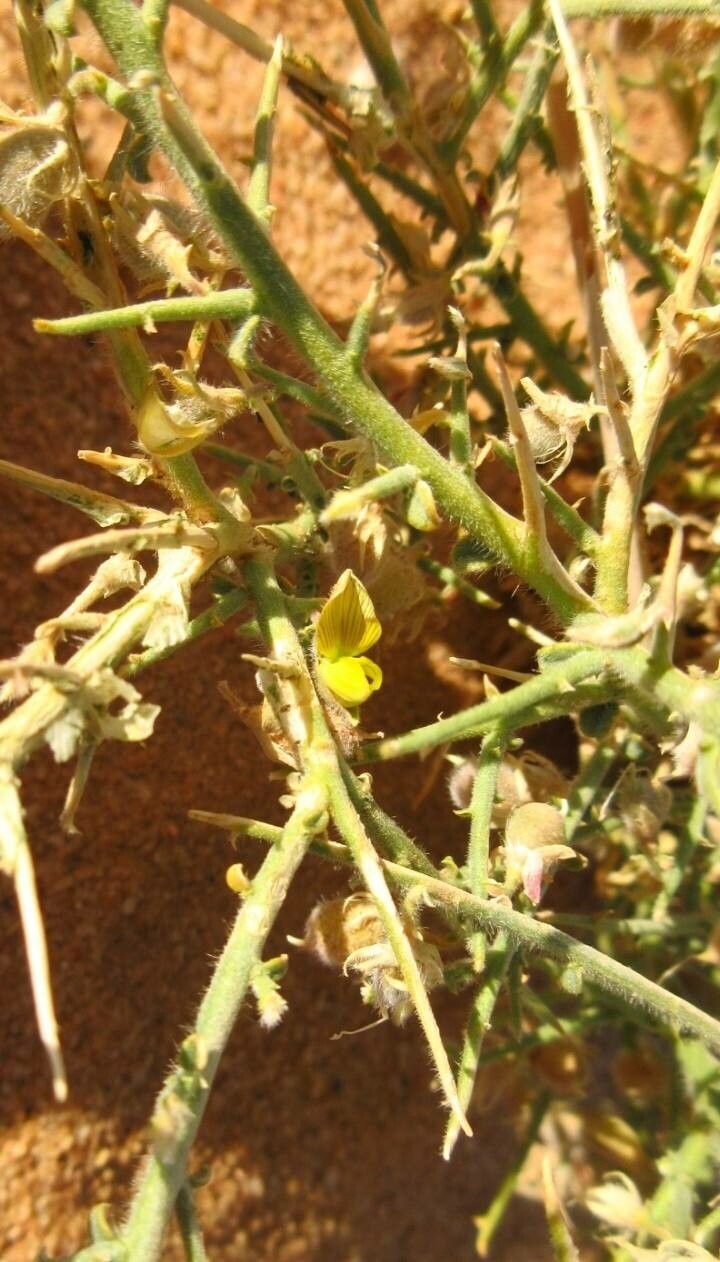 Crotalaria saharae flower