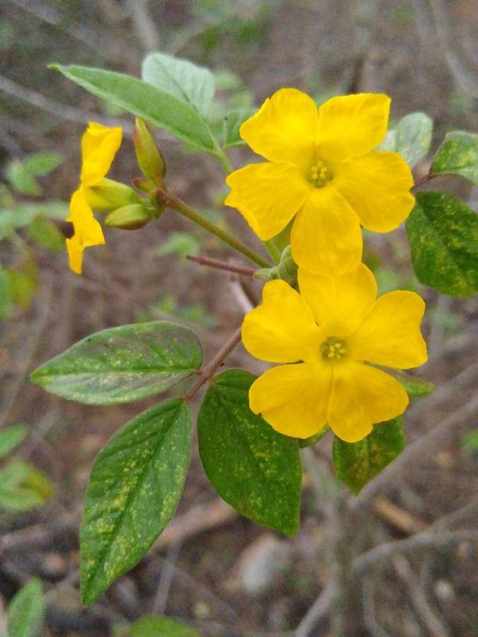 Oxalis psoraleoides — search result for 'Oxalis'