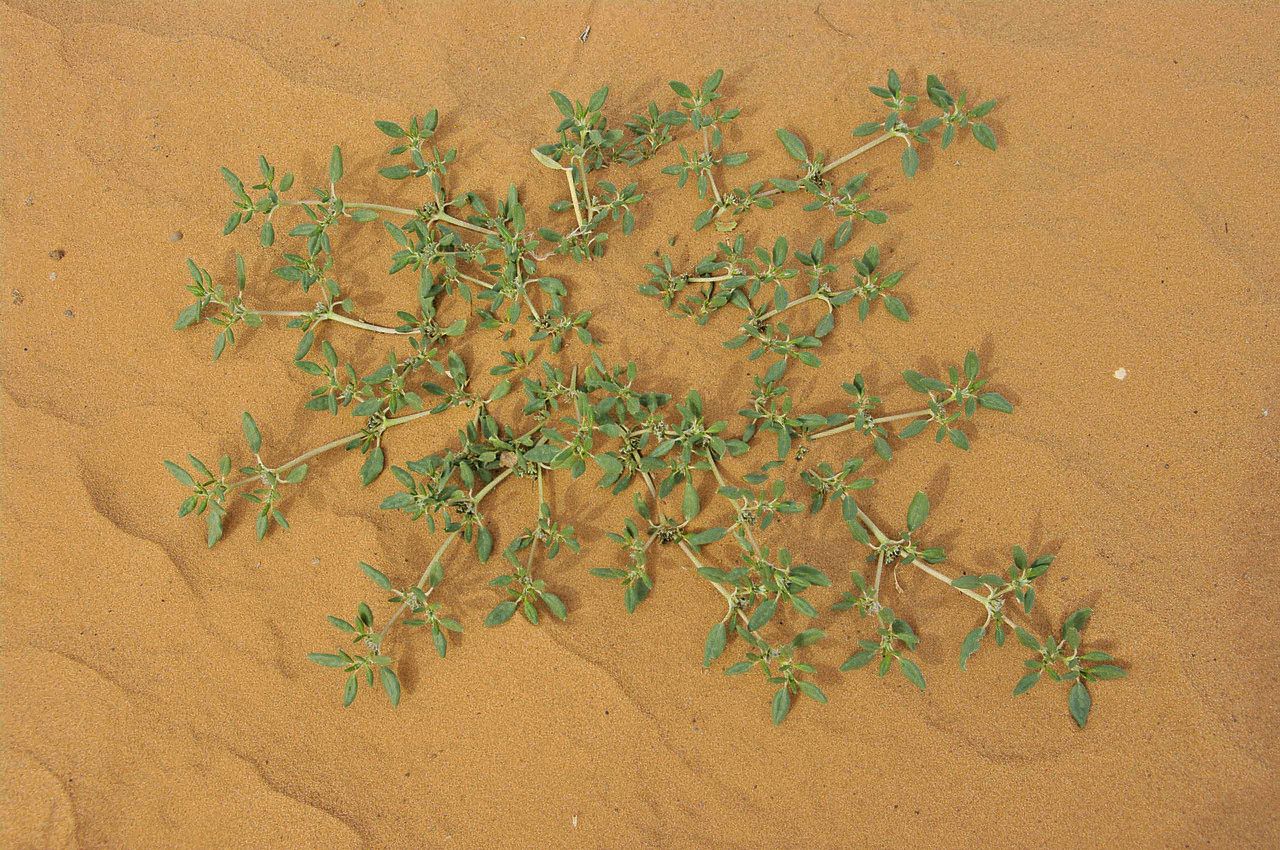 Zaleya pentandra bark