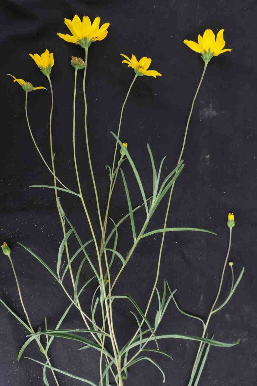 Aldama kunthiana flower