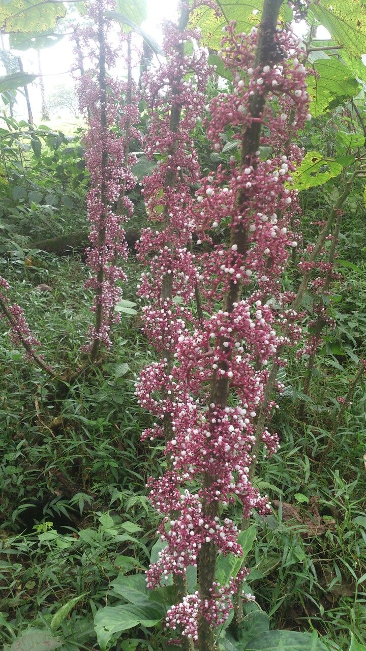 Urera baccifera fruit