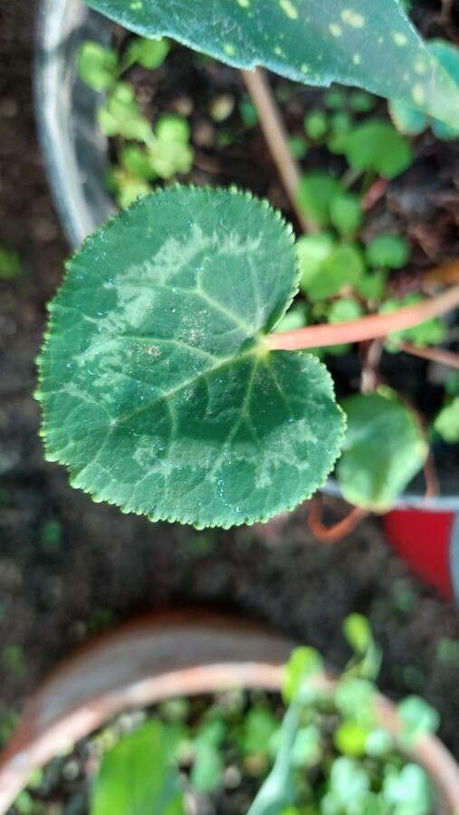 Cyclamen spp. leaf