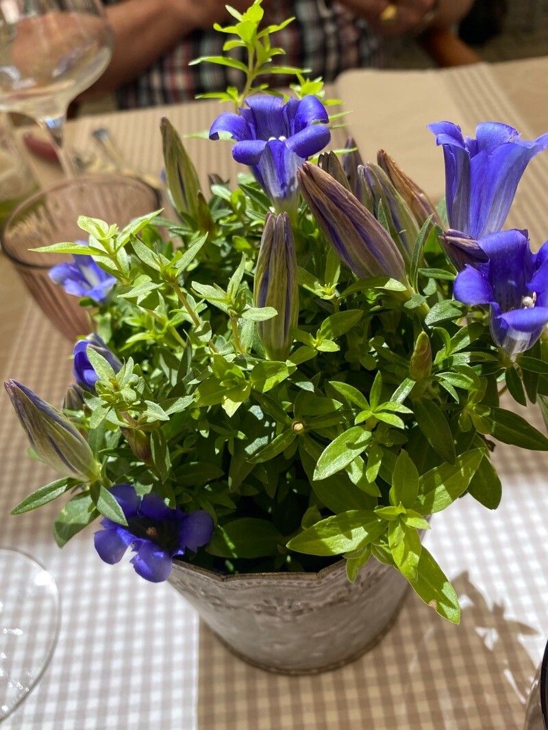 Gentiana septemfida habit