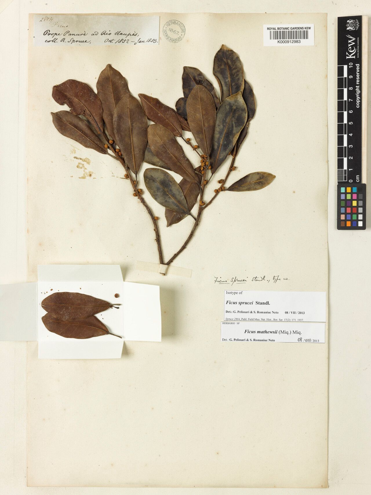 Ficus mathewsii other