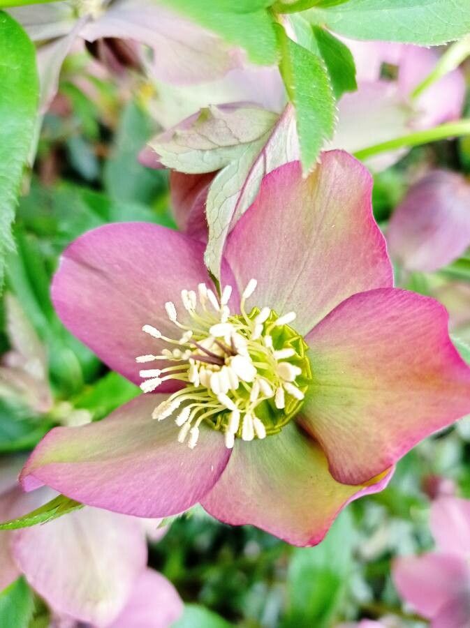 Helleborus purpurascens flower