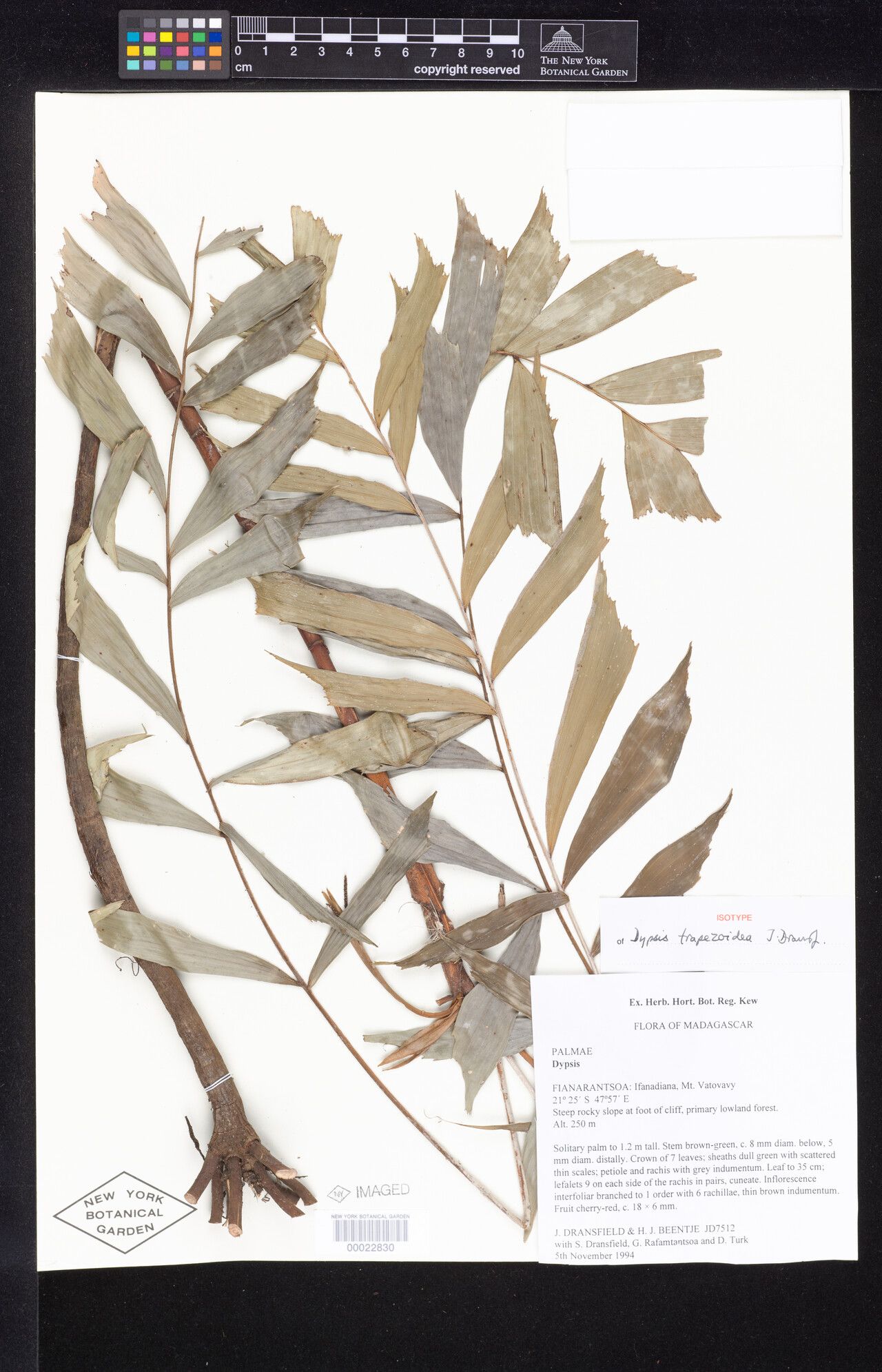 Dypsis trapezoidea — houseplant care guide