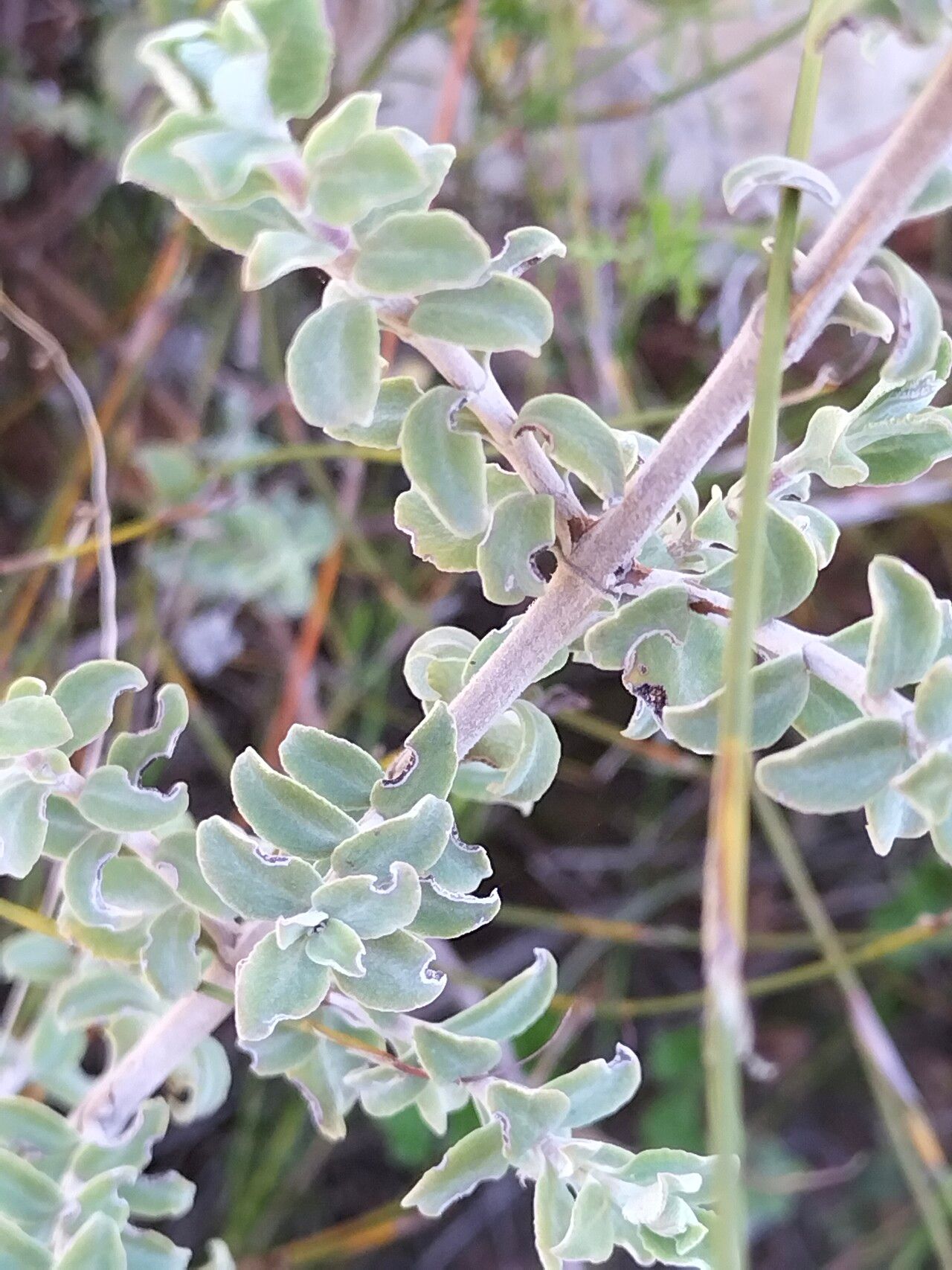 Plecostachys serpyllifolia bark