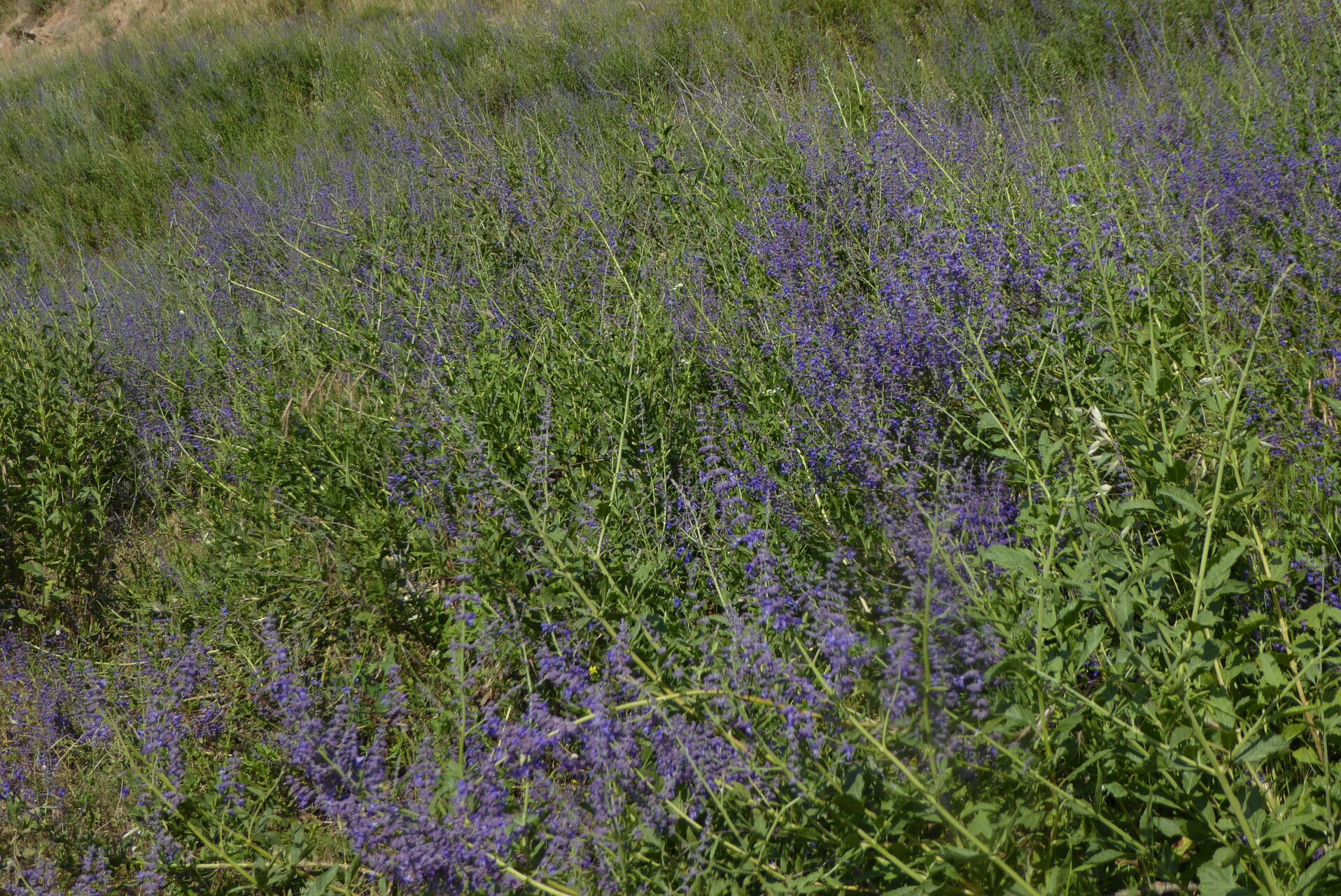 Salvia scrophulariifolia habit