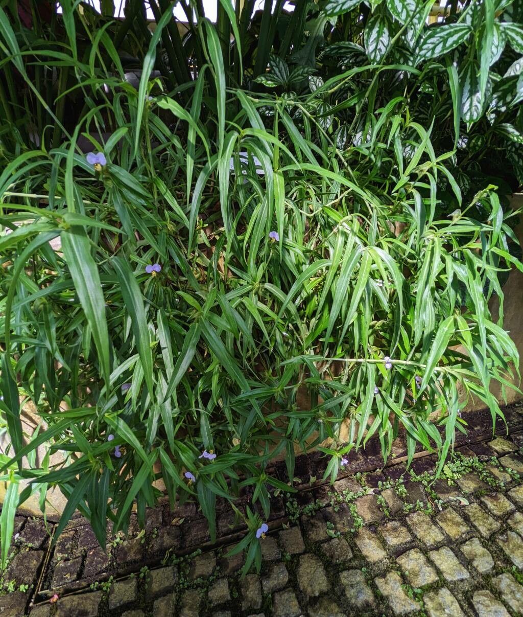 Commelina longifolia habit