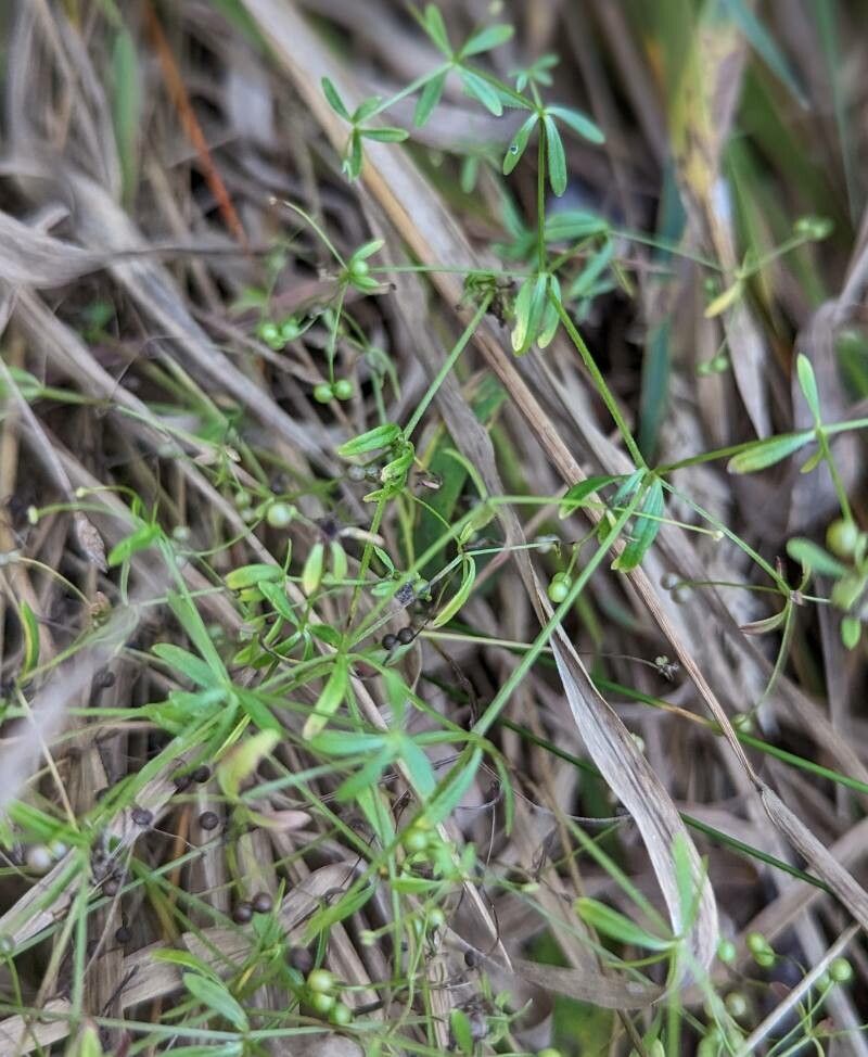 Galium trifidum fruit