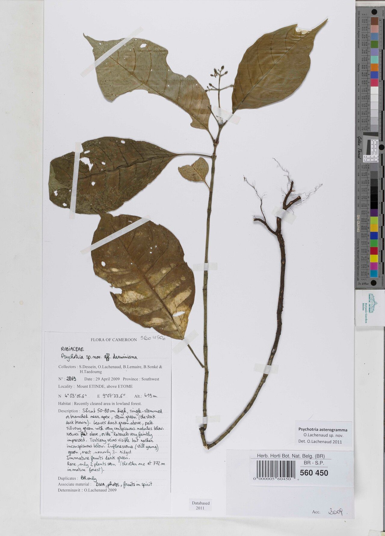 Psychotria asterogramma — houseplant care guide