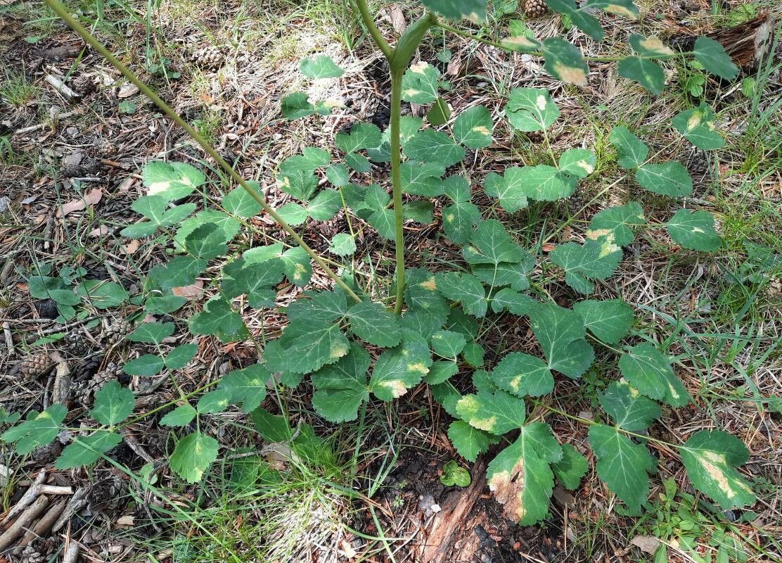 Laserpitium nestleri — related species from the same genus
