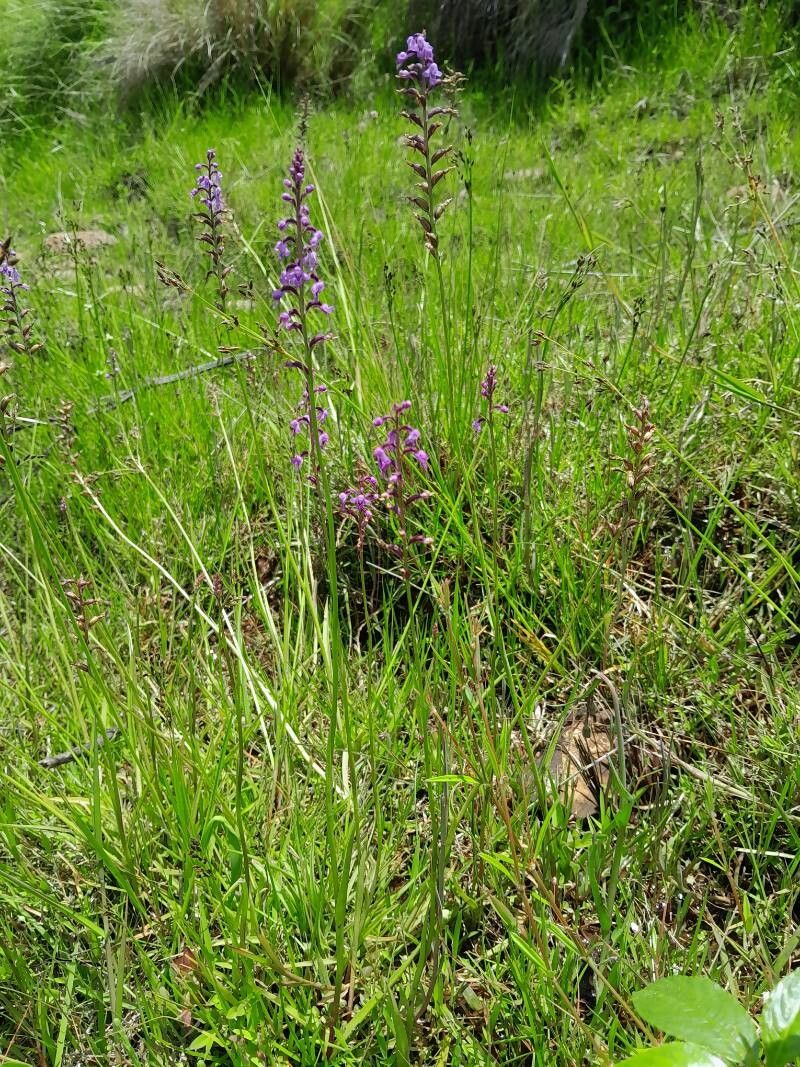 Cynorkis graminea habit