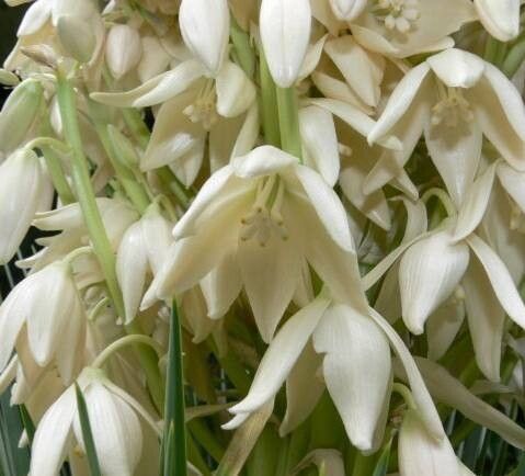 Yucca × andreana flower