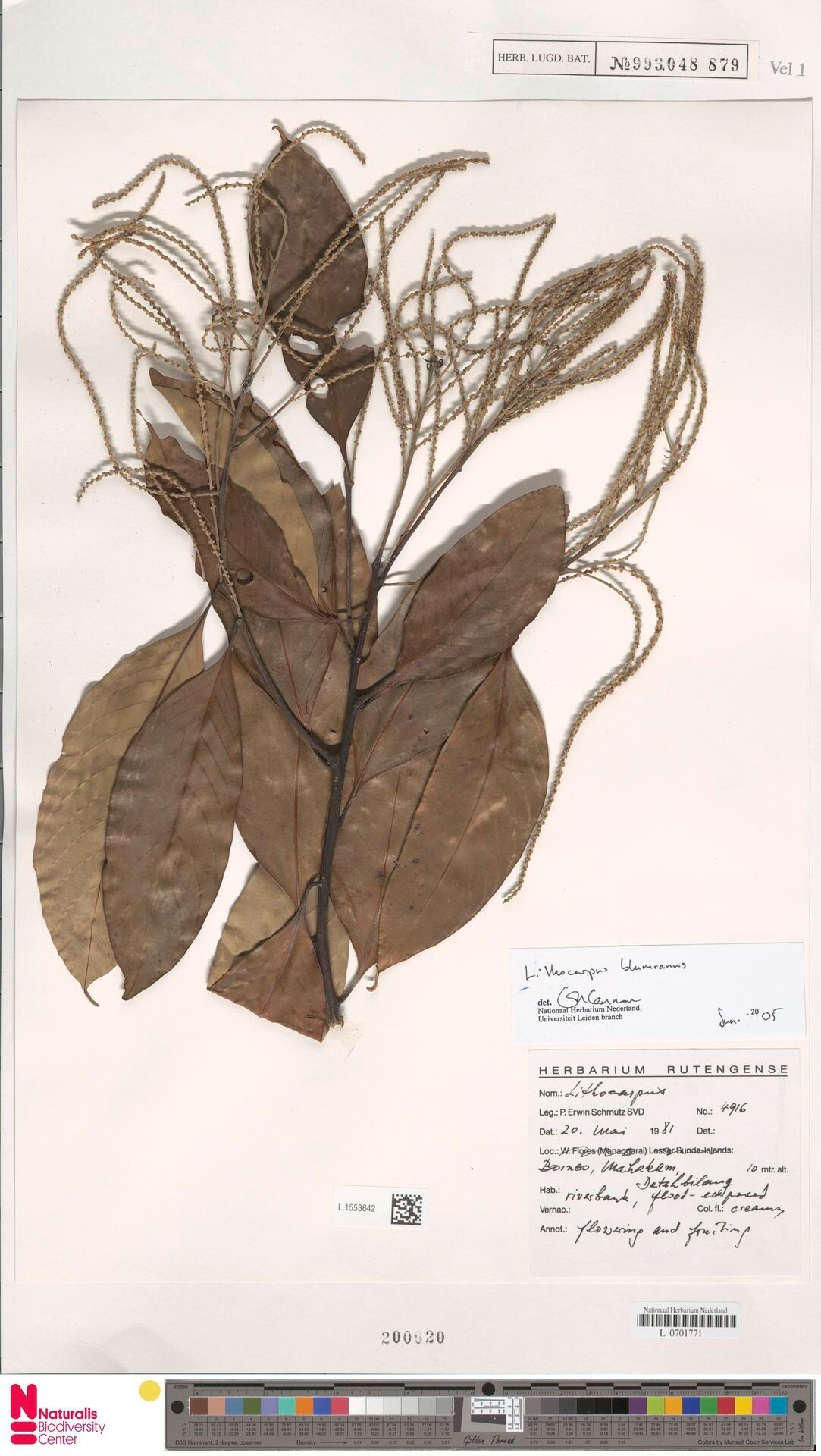 Lithocarpus blumeanus — search result for 'Lithocarpus'