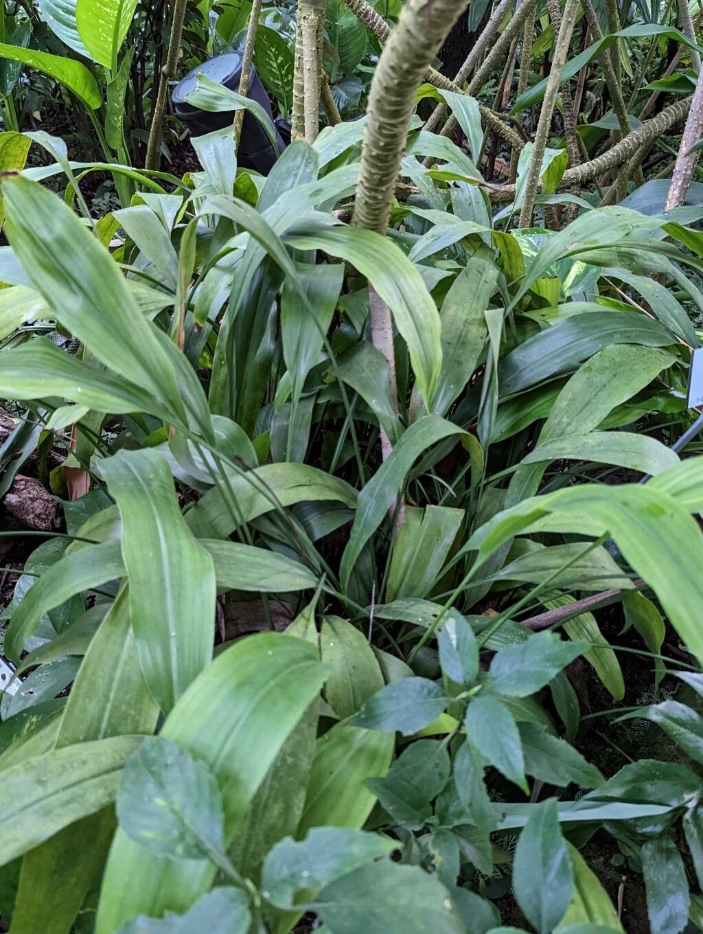 Aspidistra subrotata habit