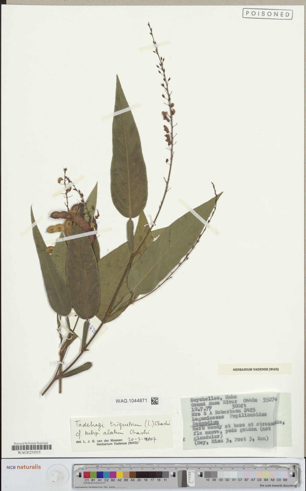 Tadehagi alatum — related species from the same genus