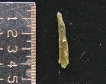 Rostellularia diffusa fruit