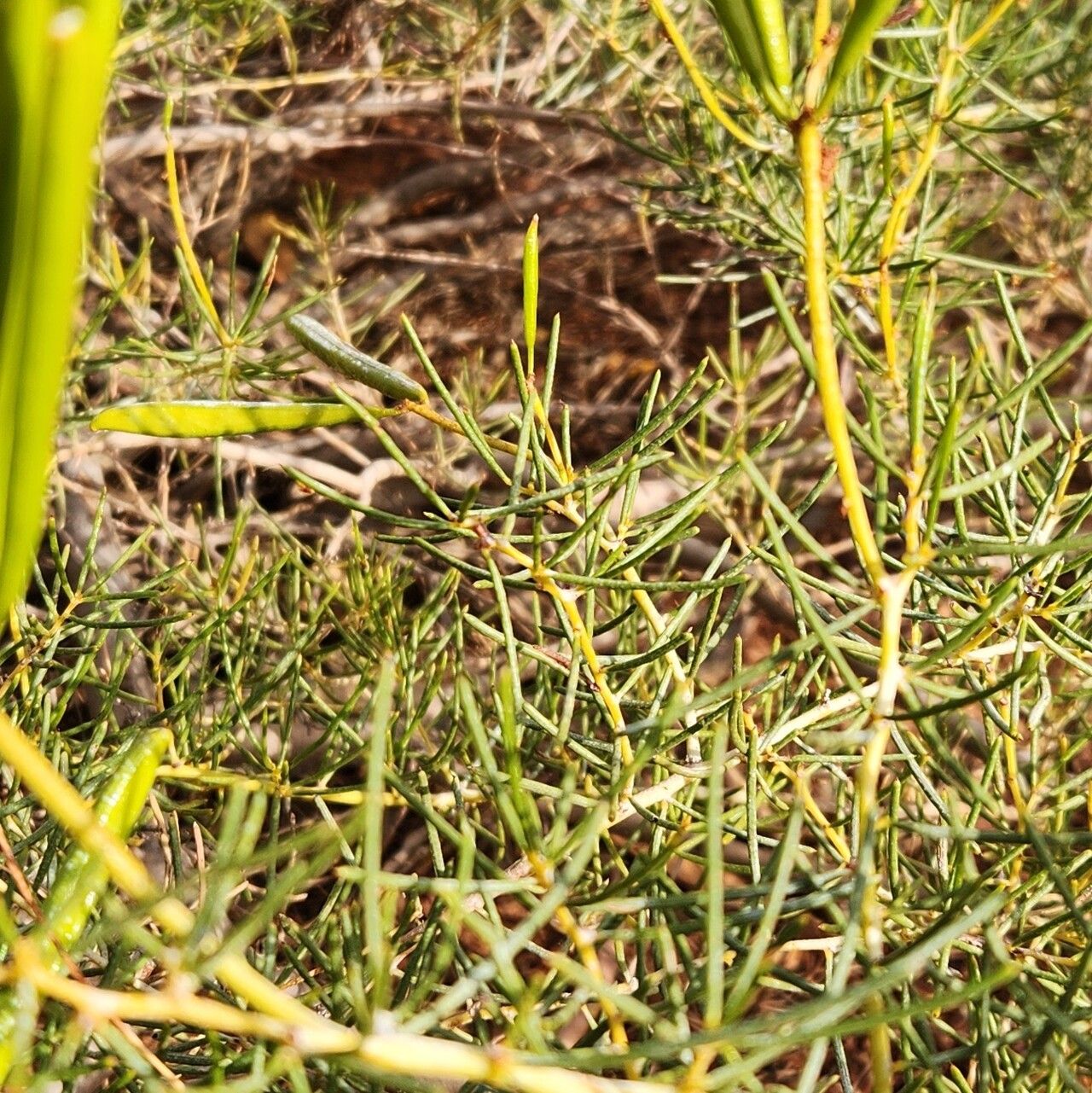 Acacia hilliana — houseplant care guide