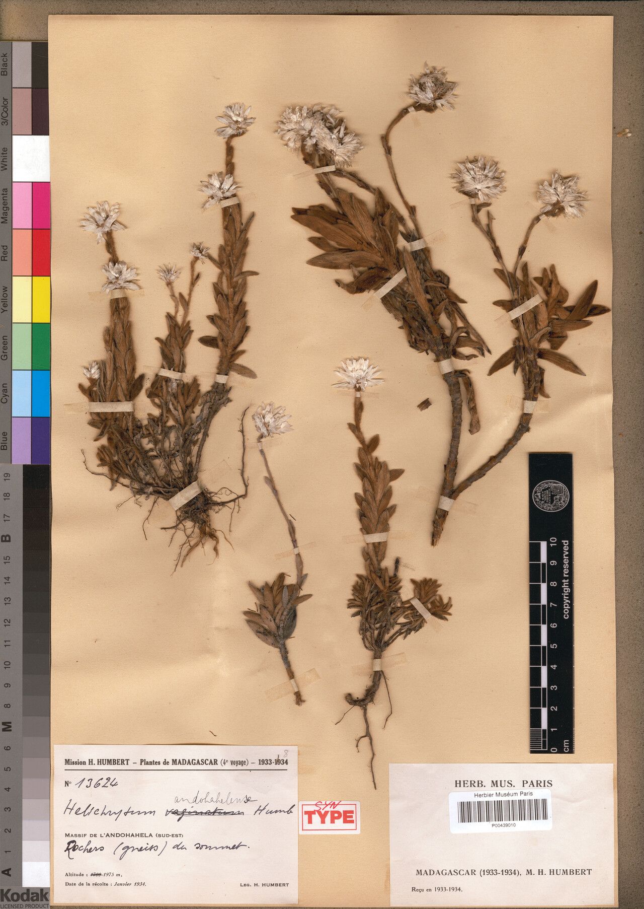 Helichrysum andohahelense — houseplant care guide