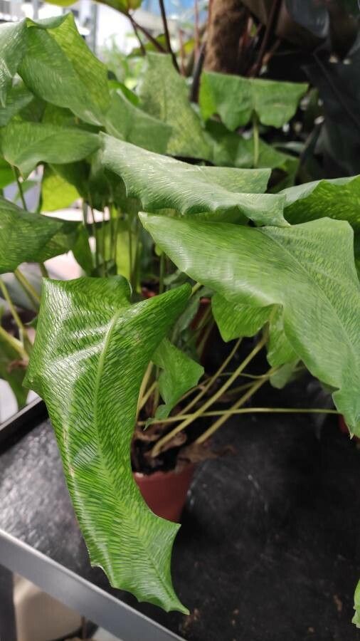 Calathea bella habit