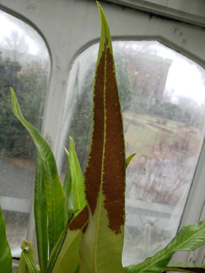 Pyrrosia subfurfuracea other