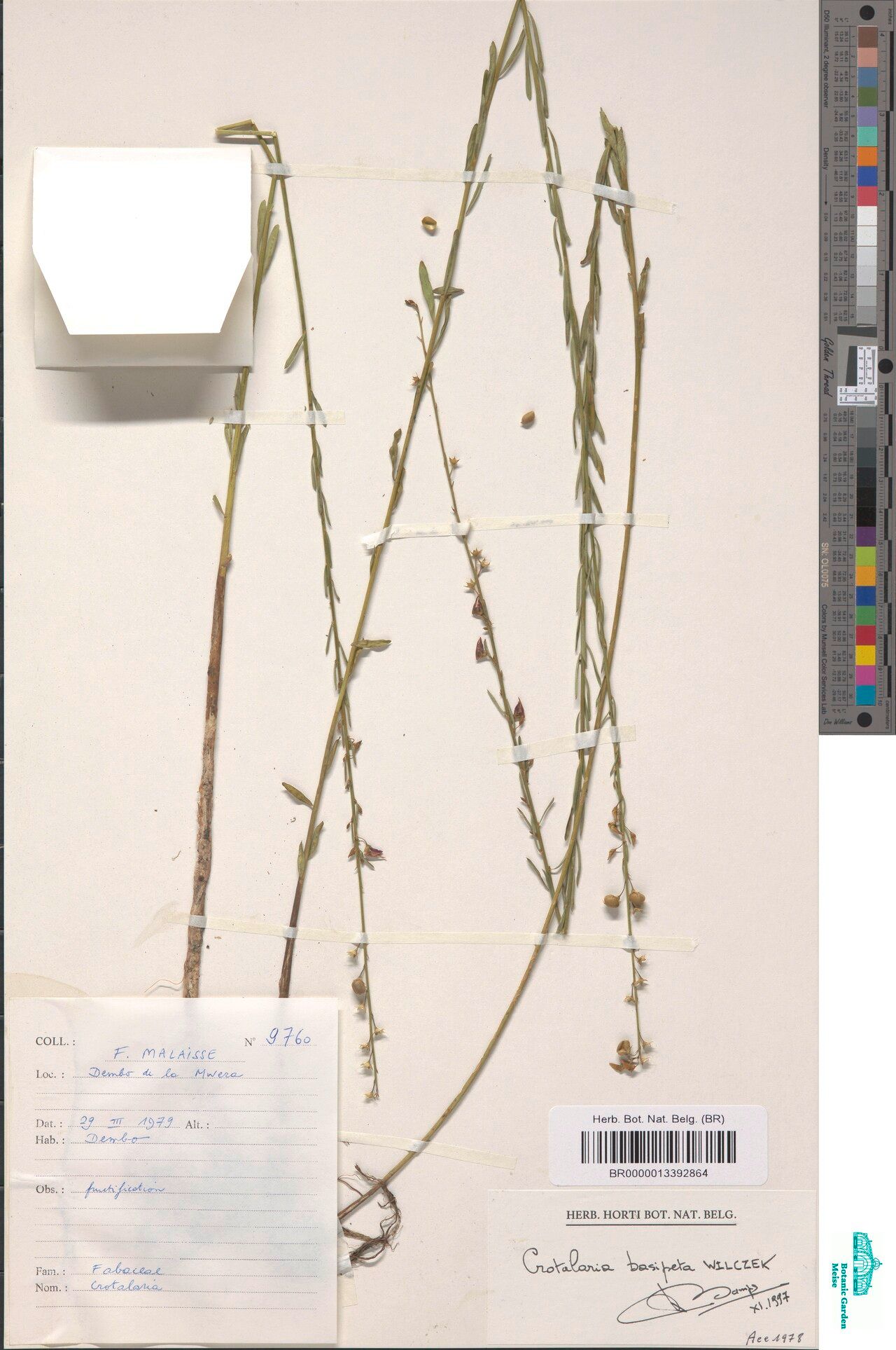 Crotalaria basipeta — houseplant care guide