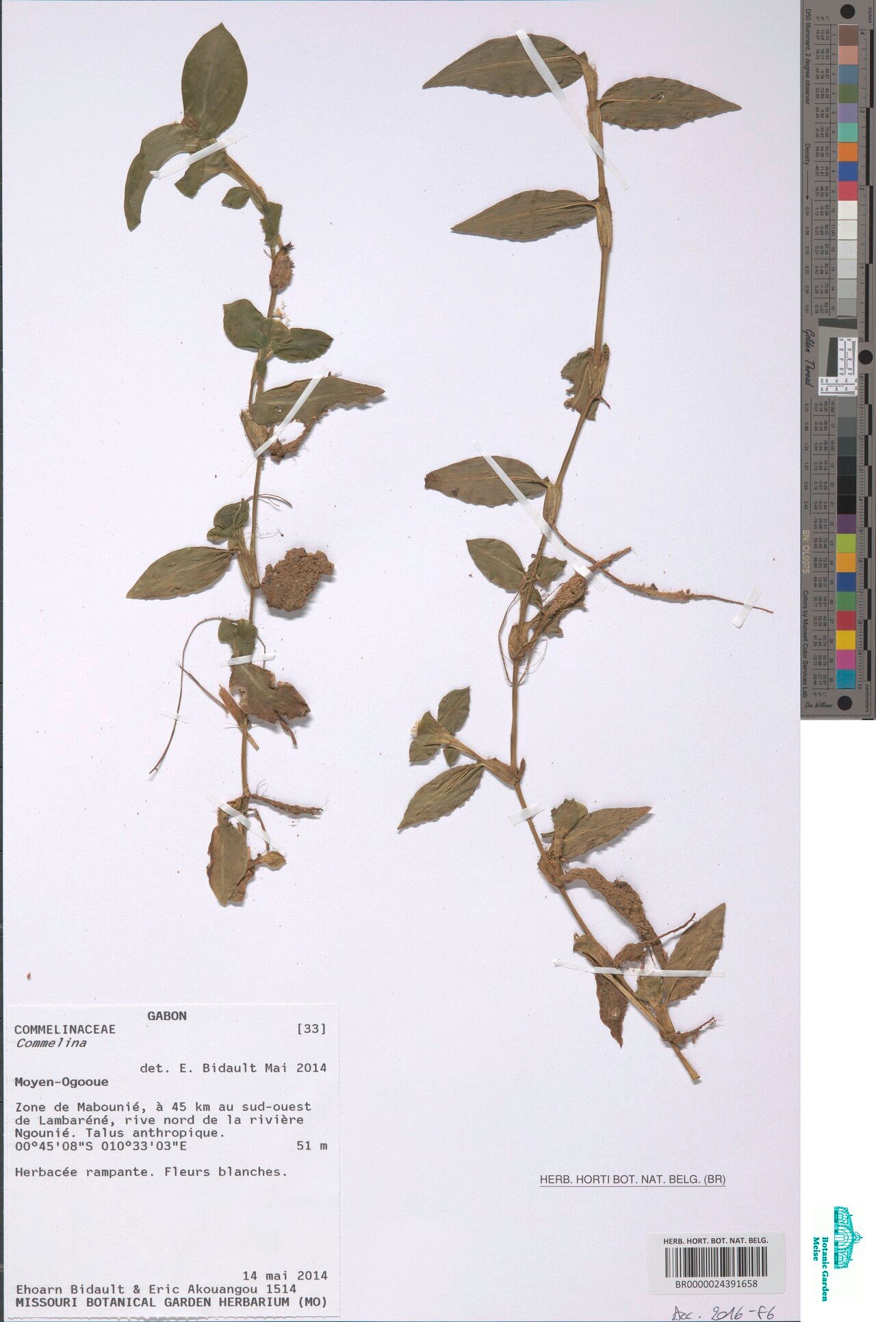 Commelina congesta — houseplant care guide