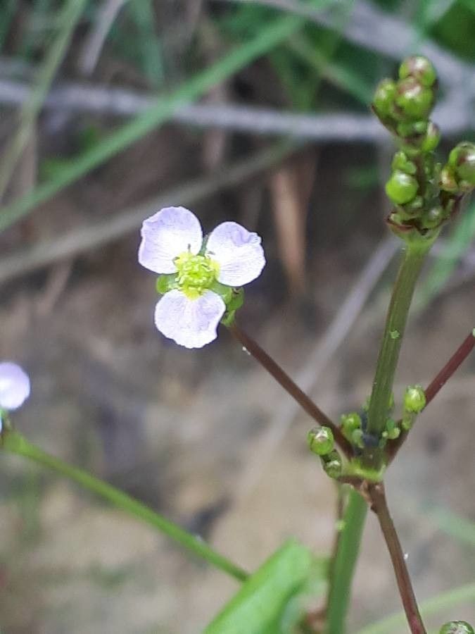 Alisma plantago-aquatica flower