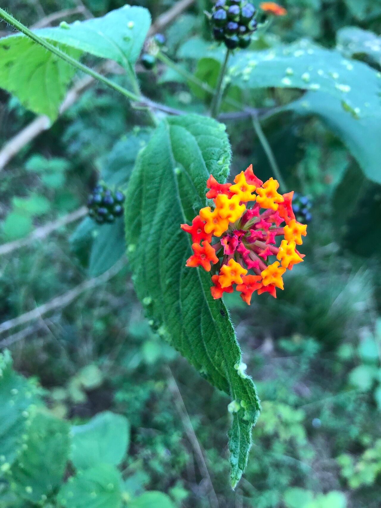 Lantana cujabensis flower