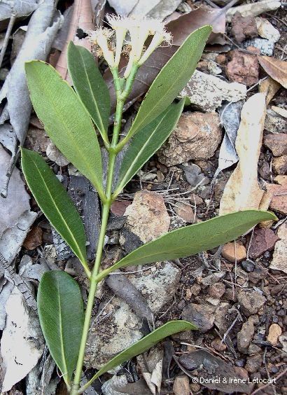 Syzygium koniamboense — houseplant care guide